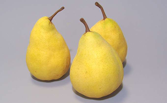 ル レクチェジュース500ml（2本セット） 果汁飲料 