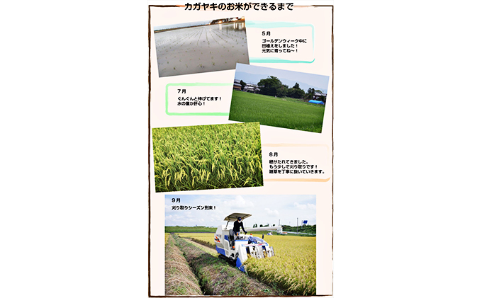 カガヤキ農園 新潟県産 特別栽培米 コシヒカリ 5kg 米 精米 白米 こめ コメ お米 おこめ こしひかり 新潟 新潟県特別栽培農産物認証取得 新潟県 