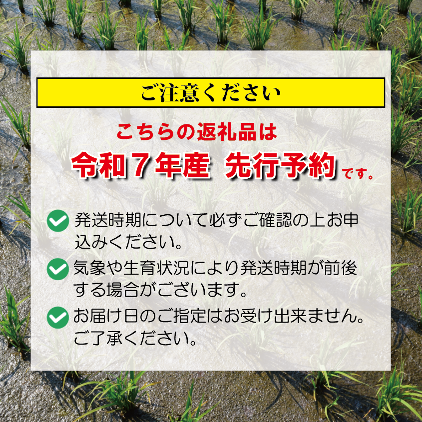 こしひかり 無洗米 20kg 令和7年産 甘うま越後の コシヒカリ 米 お米 こめ 新潟米 新潟県産 新潟産 新潟 新潟県 新発田産 新発田 新発田市 斗伸 toushin033