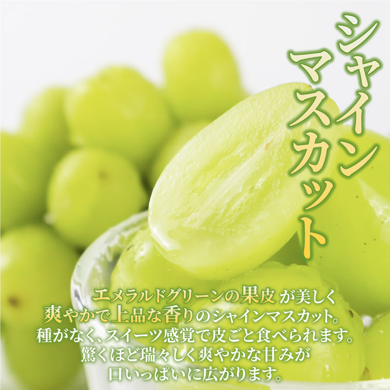 2026幎å
è¡äºçŽ ã·ã£ã€ã³ãã¹ã«ãã çŽ1.2kg 2ïœ3æ¿ ãã¹ã«ãã æç© ãã ãã® ãã«ãŒã ã¹ã€ãŒã è¡è ãã㊠ã¶ã©ã 髿©èŸ²å æ°æœç æ°çºç°åž C06_01