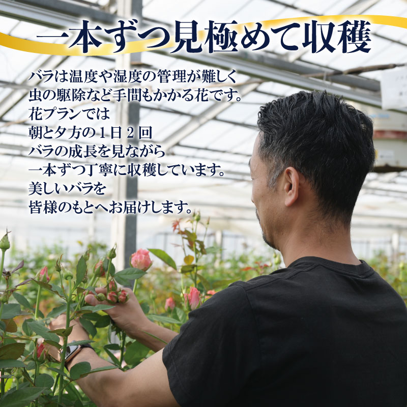花束 定期便 4回 バラ おまかせ 25本 花 生花 hana ブーケ 薔薇 ローズ お任せ ミックス MIX フラワーアレンジメント フラワー 雑貨 インテリア 人気 記念日 誕生日 母の日 父の日 敬老の日 入学式 卒業式 ギフト プレゼント 生産者 直送 日時指定可 新潟県 新潟 新発田 G05_03