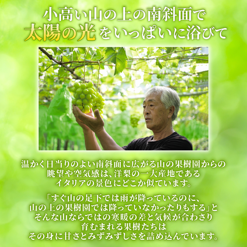 2026幎å
è¡äºçŽ ã·ã£ã€ã³ãã¹ã«ãã çŽ1.2kg 2ïœ3æ¿ ãã¹ã«ãã æç© ãã ãã® ãã«ãŒã ã¹ã€ãŒã è¡è ãã㊠ã¶ã©ã 髿©èŸ²å æ°æœç æ°çºç°åž C06_01