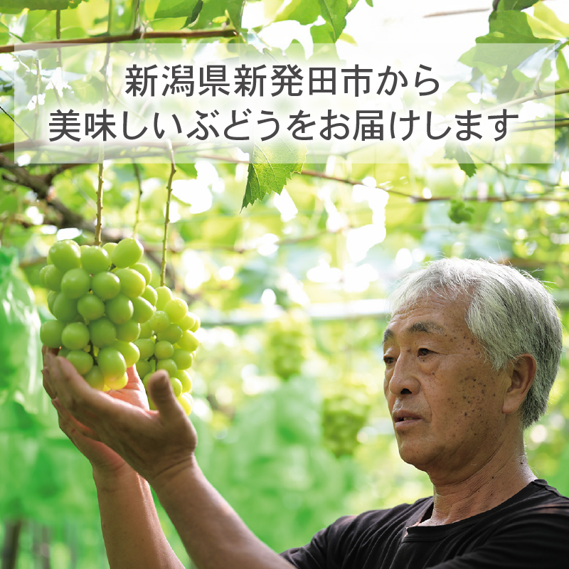 2026幎å
è¡äºçŽ ã·ã£ã€ã³ãã¹ã«ãã çŽ1.2kg 2ïœ3æ¿ ãã¹ã«ãã æç© ãã ãã® ãã«ãŒã ã¹ã€ãŒã è¡è ãã㊠ã¶ã©ã 髿©èŸ²å æ°æœç æ°çºç°åž C06_01