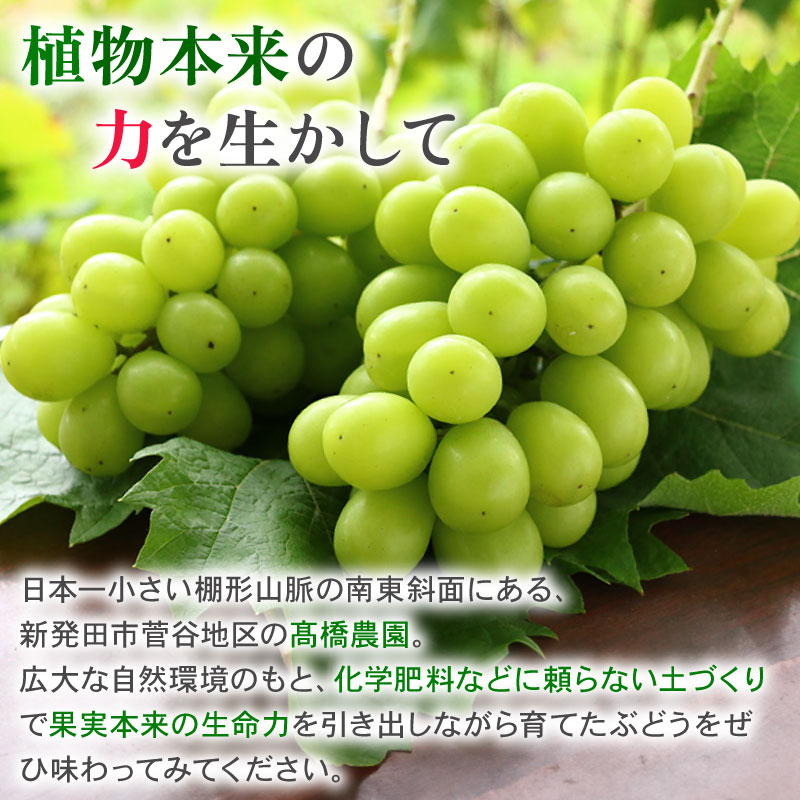 2026幎å
è¡äºçŽ ã·ã£ã€ã³ãã¹ã«ãã çŽ1.2kg 2ïœ3æ¿ ãã¹ã«ãã æç© ãã ãã® ãã«ãŒã ã¹ã€ãŒã è¡è ãã㊠ã¶ã©ã 髿©èŸ²å æ°æœç æ°çºç°åž C06_01