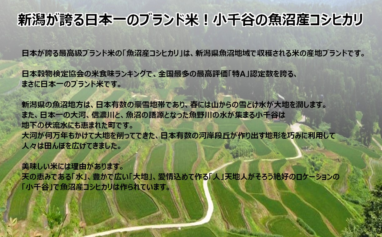 JA15P316 令和6年産 特別栽培米 魚沼産コシヒカリ5kg 令和6年10月下旬頃から受付順に発送予定 JA魚沼 白米 魚沼 米