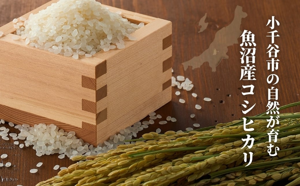 什å7å¹Žç£ éæ²Œç£ã³ã·ãã«ãªããã¢ãç±³ã èš15kgïŒ5kgÃ3è¢ïŒ | æ°æœçç£ã³ã·ãã«ãª ç±³ ãç±³ ãã ããã²ãã éæ²Œç£ å°åè°·åž çœç±³ 粟米 ãã©ã³ãç±³ ã0002-JA14-01ã