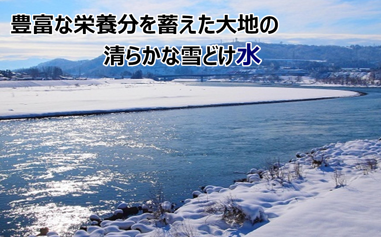 JA15P316 令和6年産 特別栽培米 魚沼産コシヒカリ5kg 令和6年10月下旬頃から受付順に発送予定 JA魚沼 白米 魚沼 米