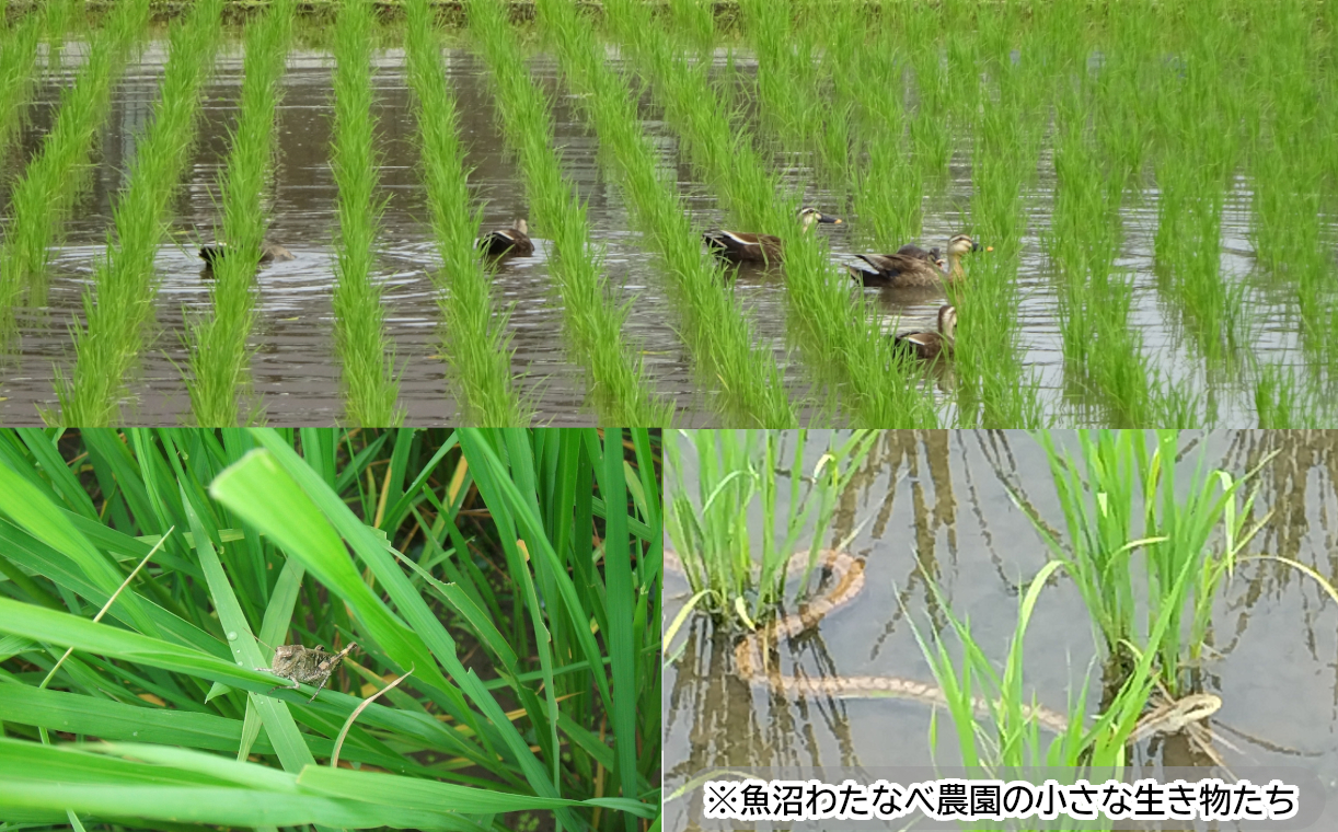 15P242 ＜数量限定＞令和6年産 魚沼産コシヒカリJAS有機栽培米 5kg 玄米（魚沼わたなべ農園） 魚沼 有機 米