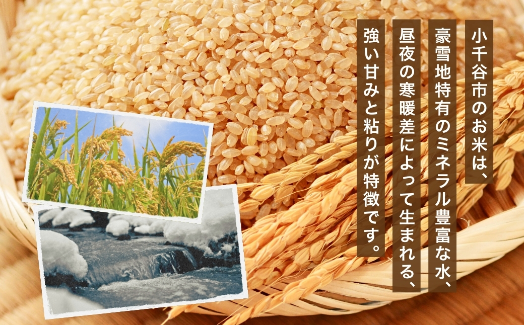 ã什å8å¹Žç£ å
è¡äºçŽãéæ²Œç£ã³ã·ãã«ãªæ£ç°ç±³ çç±³ 5kg äœè€èŸ²å Ž