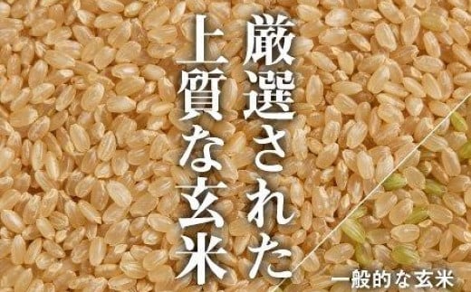 KT35P349 〔定期便 隔月〕〔玄米 選別品〕令和6年産 魚沼産コシヒカリ玄米定期便 5kg×3回【隔月お届け】（米太）