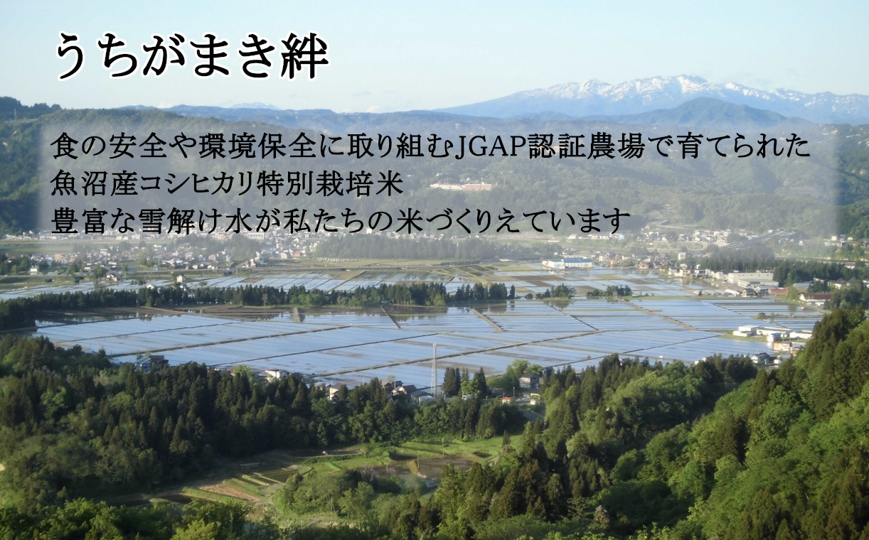 16P3 魚沼産コシヒカリ3ｋｇ2袋 特別栽培米食べ比べセット（うちがまき 絆）（アスカ冬井）