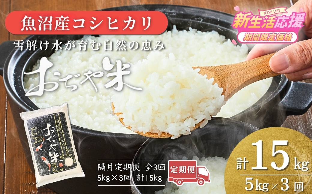 【令和7年産】新潟産コシヒカリ「おぢや米」 定期便 15kg（5kg×3回）JA魚沼