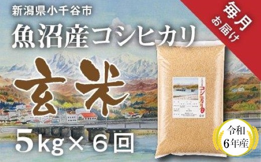 KT70P350 〔定期便 毎月〕〔玄米 選別品〕令和6年産 魚沼産コシヒカリ玄米定期便 5kg×6回【毎月お届け】（米太）