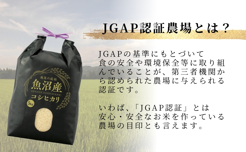 縲辱GAP隱崎ィシ霎イ蝣エ縲台サ、蜥7蟷エ逕」 鬲壽イシ逕」繧ウ繧キ繝偵き繝ェ 迚ケ蛻・譬ス蝓ケ邀ウ縲御シ贋ケ惹ケ縲 邊セ邀ウ3kg 縺縺。縺後∪縺咲オ | 譁ー貎溽恁逕」 繧ウ繧キ繝偵き繝ェ 縺顔アウ 邀ウ 縺翫%繧 縺薙a 繧ウ繝。 縺薙@縺イ縺九j 逋ス邀ウ 邊セ邀ウ 鬲壽イシ逕」 繝悶Λ繝ウ繝臥アウ縲0002-UK08-01縲