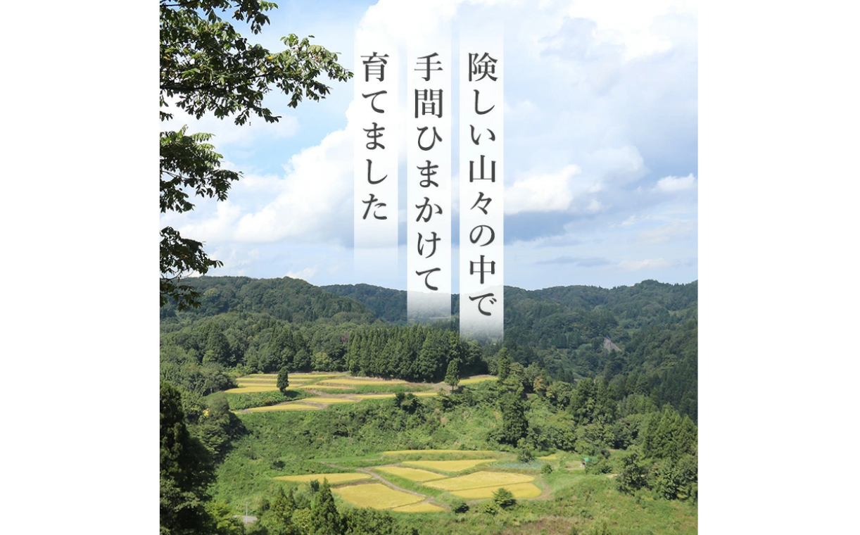 W10P436 【数量限定 令和6年産】わかとち産 魚沼コシヒカリ 特別栽培 棚田米 特選 2kg 箱入 生産者限定 贈答 白米 魚沼 新潟
