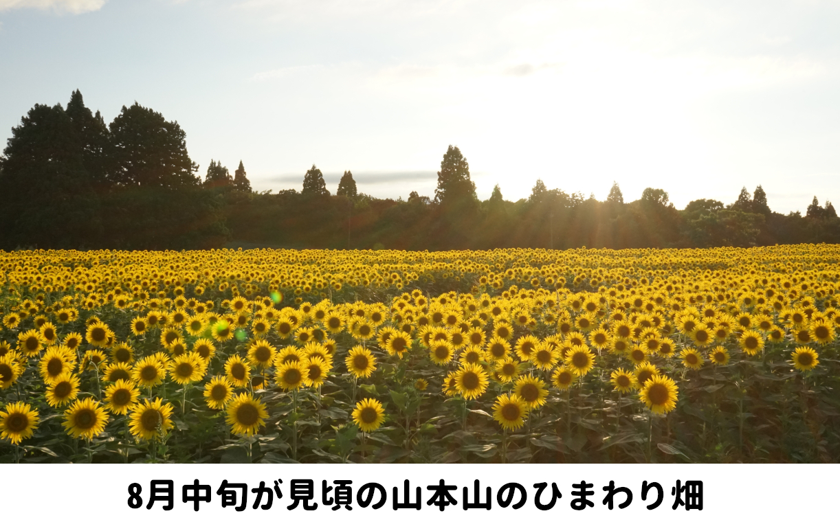 11P250 おぢやおかき 青海苔おかき（山本山と信濃川デザイン） 8袋セット 竹内製菓 米菓 おかき 山本山 信濃川 あおのり 新潟県 小千谷市