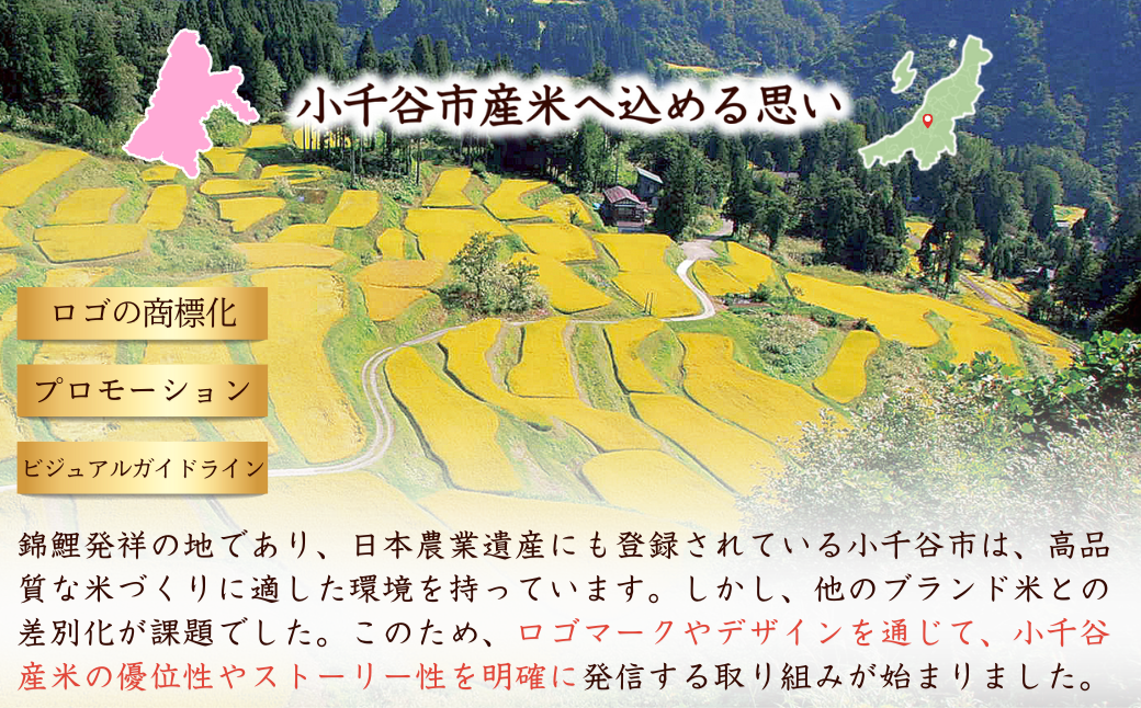 莉、蜥7蟷エ逕」 鬲壽イシ逕」繧ウ繧キ繝偵き繝ェ 蟆丞鴻隹キ蟶ゅヶ繝ゥ繝ウ繝芽ェ崎ィシ邀ウ縲碁絹縺ョ螳溘j縲咲音A繝ゥ繝ウ繧ッ 邊セ邀ウ4kg (2kgテ2陲) | 譁ー貎溽恁逕」 繧ウ繧キ繝偵き繝ェ 縺顔アウ 邀ウ 縺薙@縺イ縺九j 逋ス邀ウ 邊セ邀ウ 鬲壽イシ逕」 繝悶Λ繝ウ繝臥アウ縲0002-OBa20-03縲
