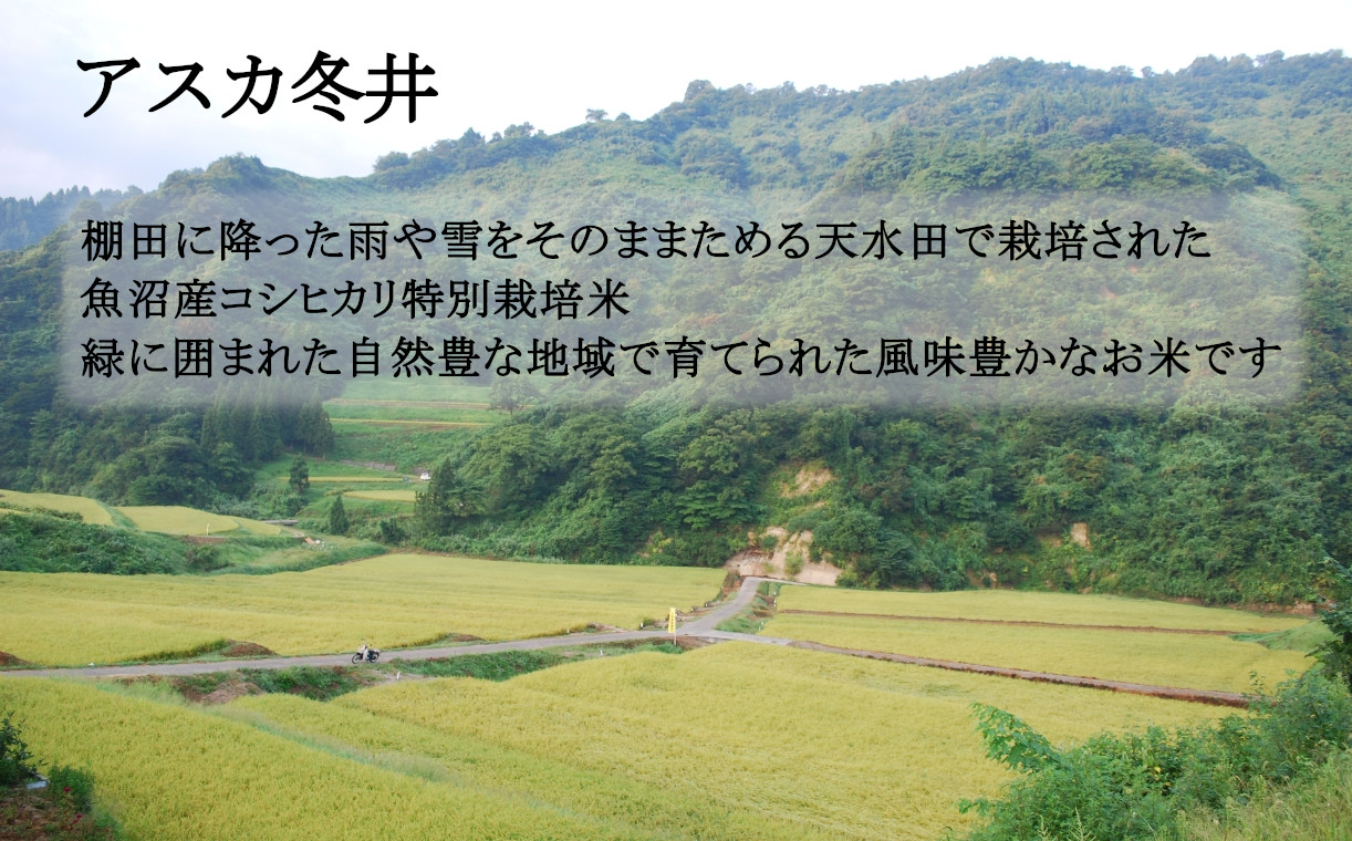16P55 魚沼産コシヒカリ3ｋｇ2袋 特別栽培米食べ比べセット（Mt.ファーム わかとち）（アスカ冬井）