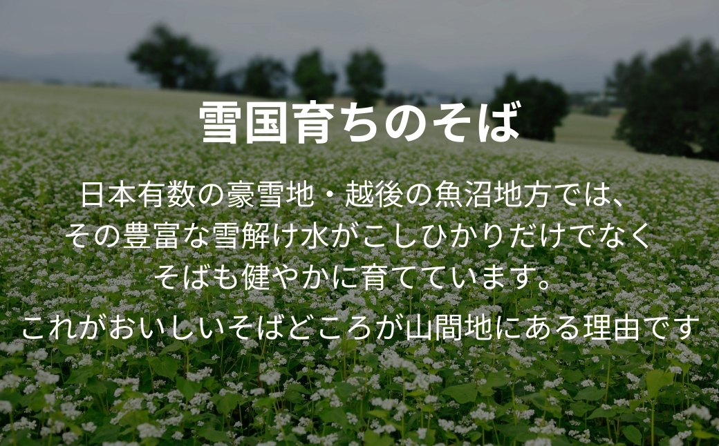 小千谷そば 5束10つゆ ギフト規格 海藻つなぎ たかの 【0002-0196-01】