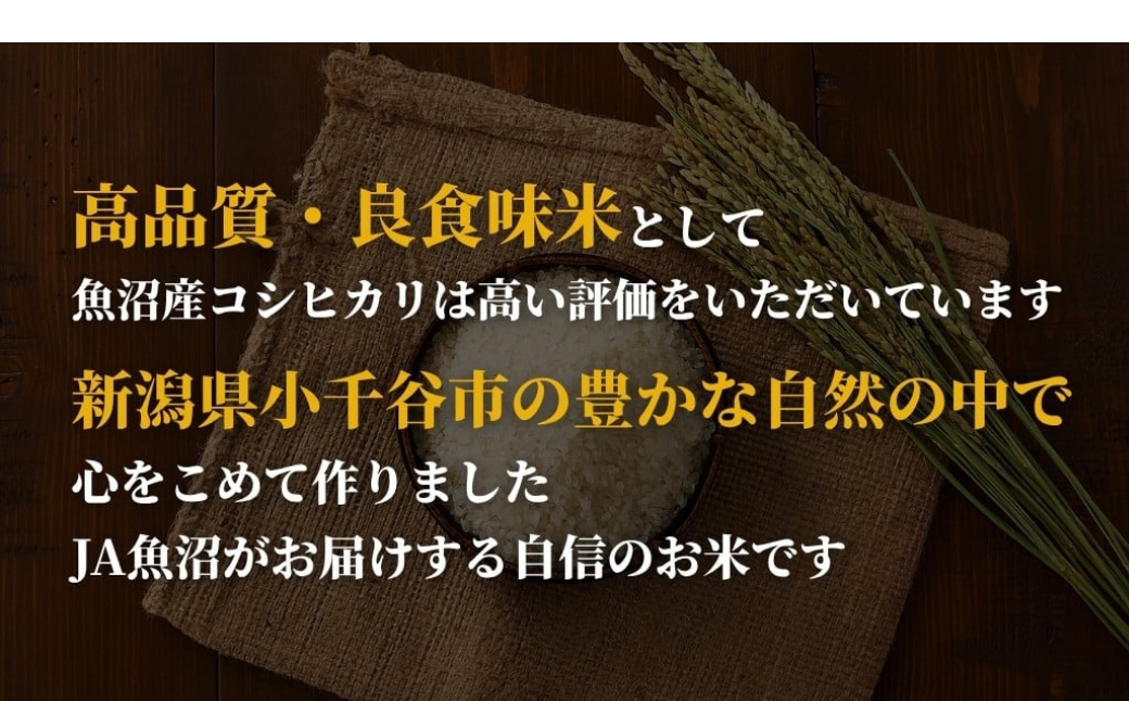 【令和7年産】新潟産コシヒカリ「おぢや米」 定期便 15kg（5kg×3回）