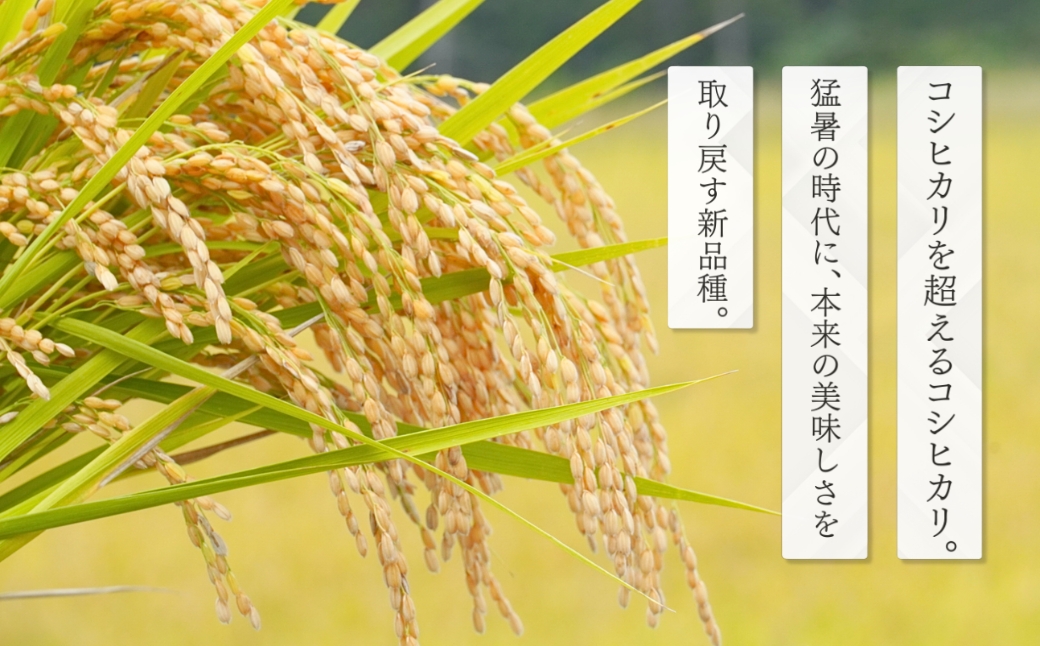 新大コシヒカリ パックご飯 180g×20個 たかの | 新潟県産 コシヒカリ お米 米 こしひかり パックごはん パックライス 小千谷市栽培 開発20年 新潟大学【0002-0429SV02-01】