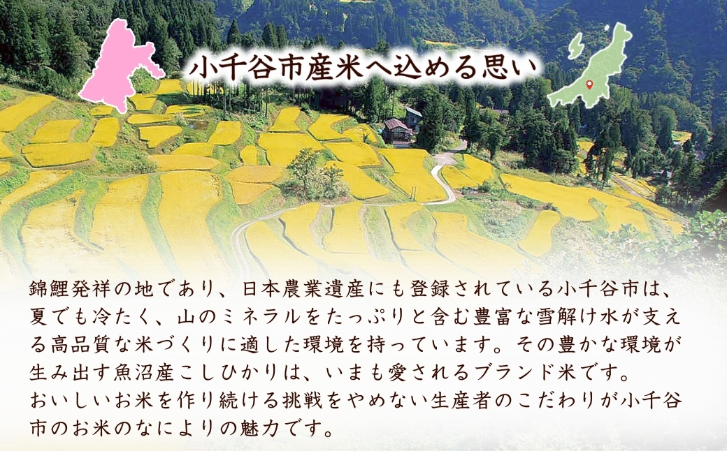 縲辱GAP隱崎ィシ霎イ蝣エ縲台サ、蜥7蟷エ逕」 鬲壽イシ逕」繧ウ繧キ繝偵き繝ェ 迚ケ蛻・譬ス蝓ケ邀ウ縲御シ贋ケ惹ケ縲 邊セ邀ウ險9kgシ3kgテ1陲具シ 螳壽悄萓ソ豈取怦蜈ィ3蝗 縺縺。縺後∪縺咲オ | 譁ー貎溽恁逕」 繧ウ繧キ繝偵き繝ェ 縺顔アウ 邀ウ 縺翫%繧 縺薙a 繧ウ繝。 縺薙@縺イ縺九j 邊セ邀ウ 逋ス邀ウ 鬲壽イシ逕」 繝悶Λ繝ウ繝臥アウ縲0002-UK10DB00-01縲