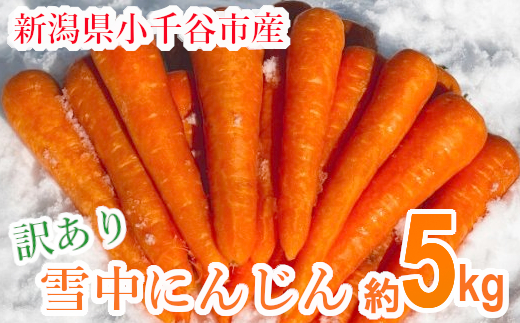 10P478 【訳あり】 雪中にんじん 約5kg K-farm にんじん 人参 野菜 新潟県産 規格外品 訳アリ ワケアリ 産地直送 新潟県 小千谷市