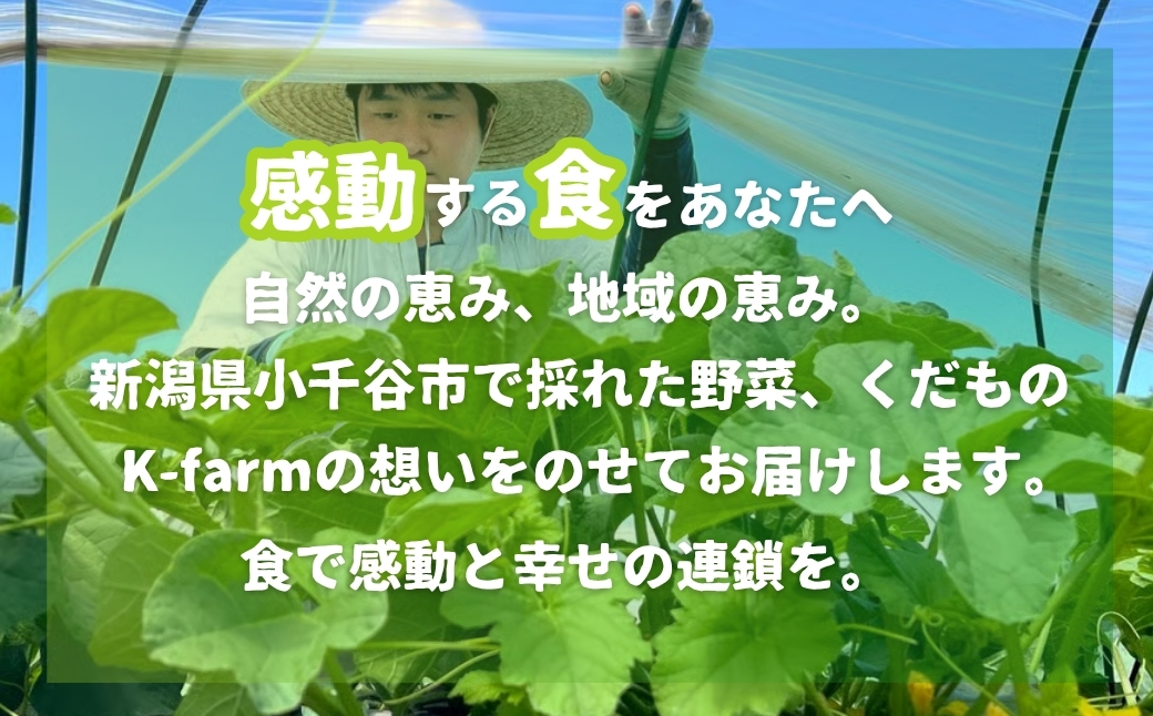 【先行予約 数量限定】K-farmのおまかせメロン2玉 【0054-0001-02】