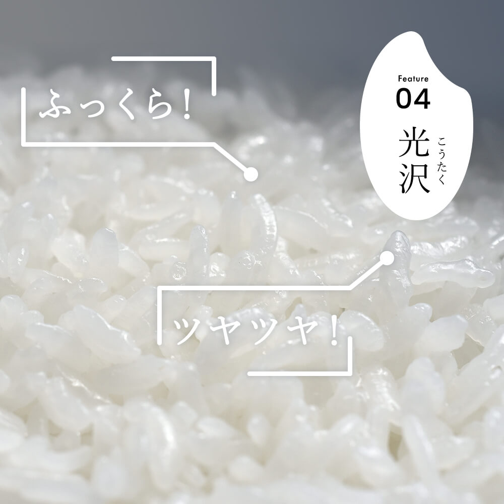 【3か月定期便】R7年産 新潟県産 こしいぶき 10kg （精米）