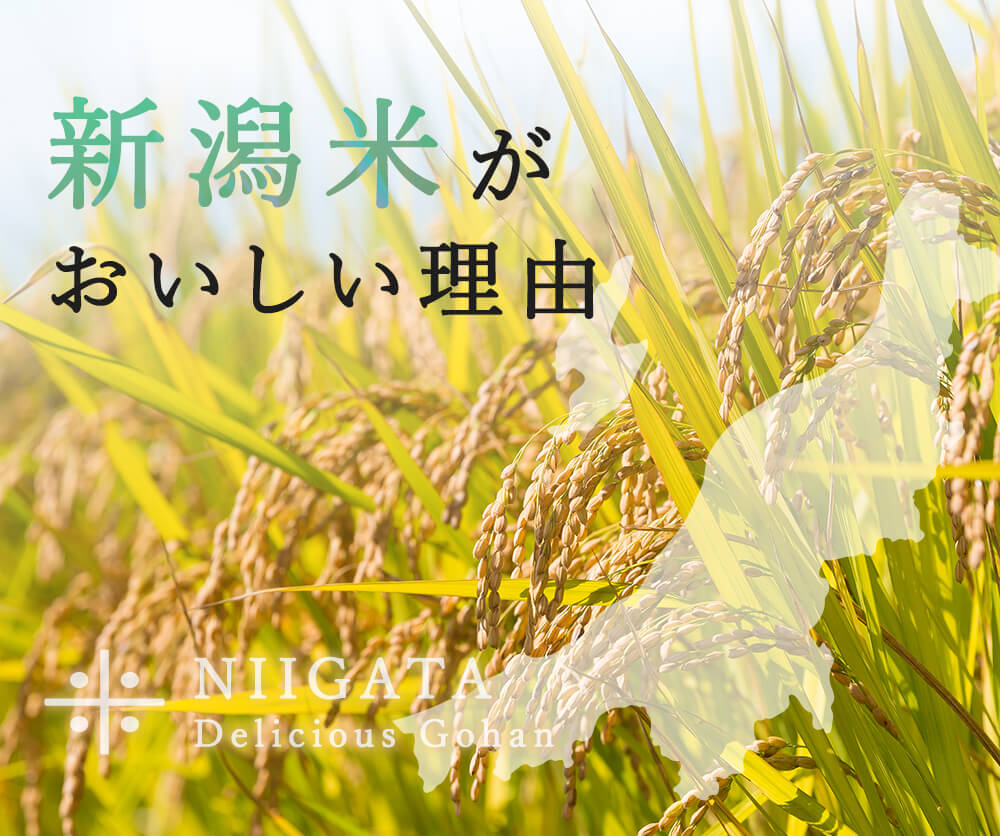 【3か月定期便】R7年産 新潟県産 こしいぶき 5kg （精米）