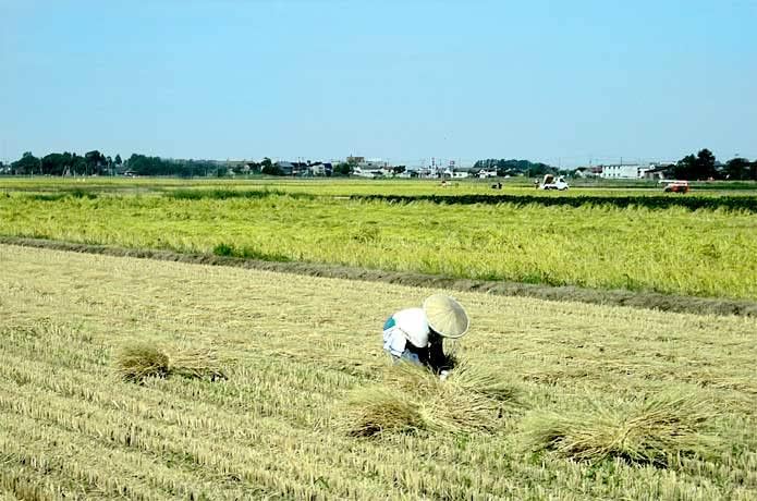 新潟コシヒカリ 令和7年産 精米10kg