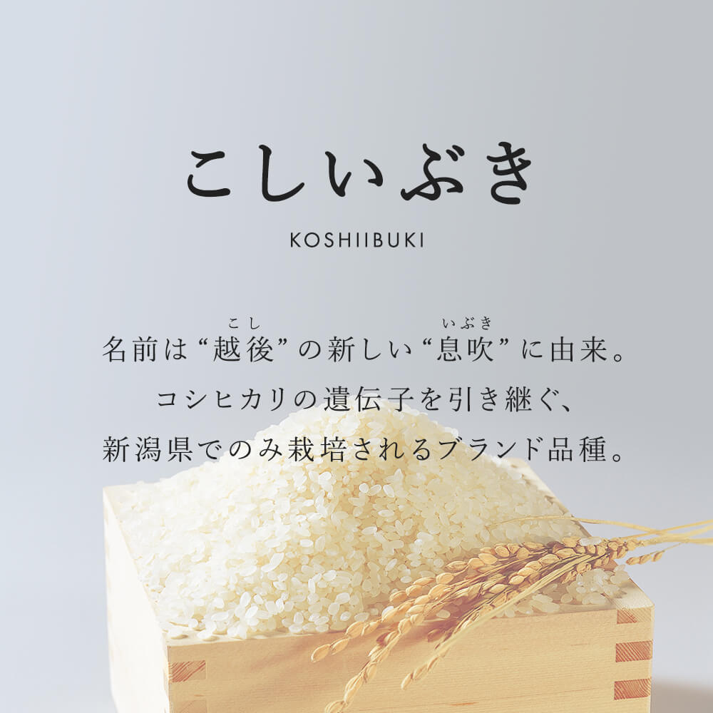 【3か月定期便】R7年産 新潟県産 こしいぶき 5kg （精米）