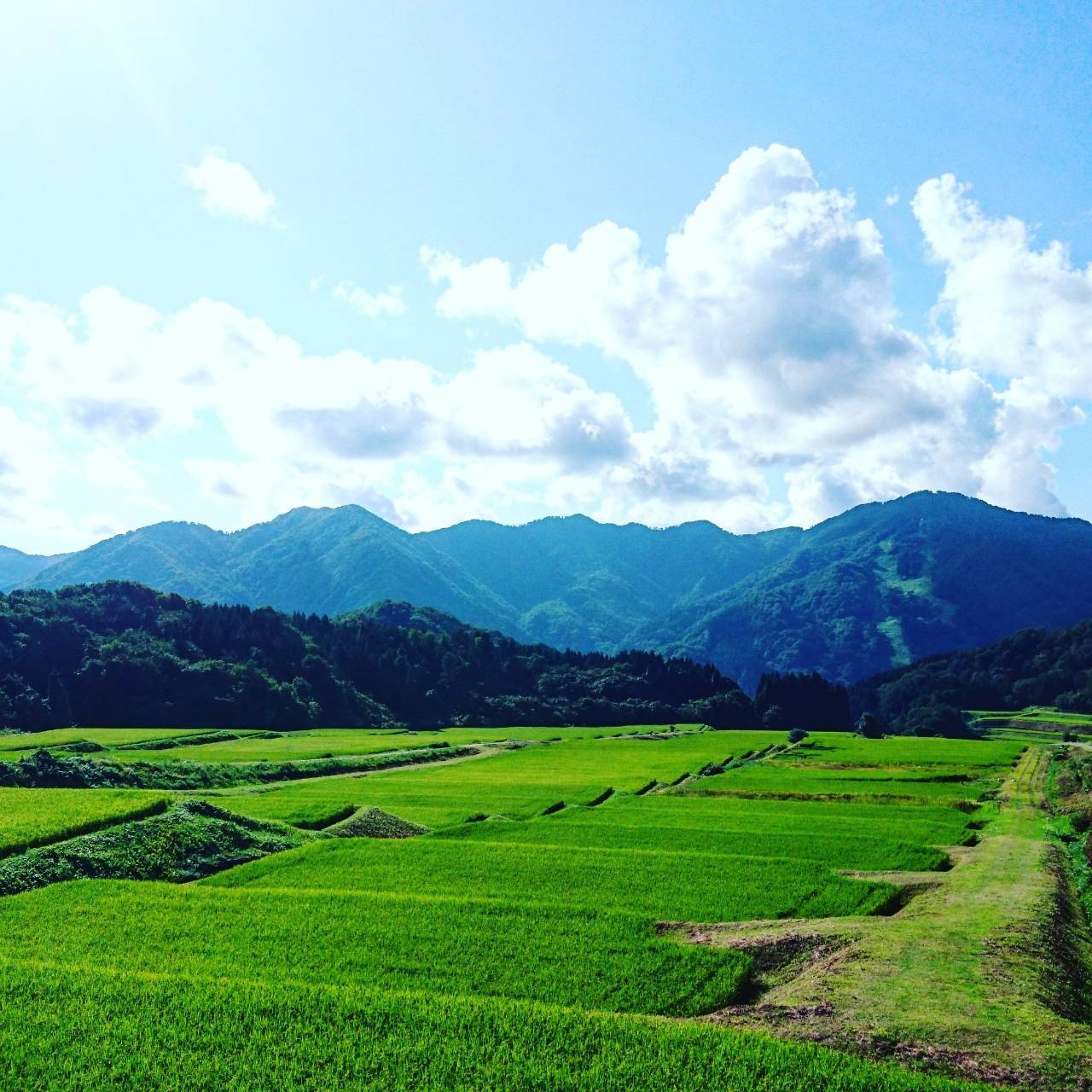 ãæ°ç±³åä»ã»ä»€å7幎ç£ç±³ãæ£ç°ç±³ ã³ã·ãã«ãªã®ããã¯ãã¯ã (150gÃ20å) NAB4039