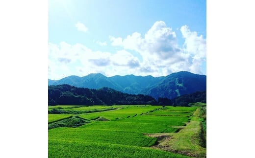 【令和7年産米】【定期便：4ヶ月連続でお届け】新潟県村上市岩船産 棚田米コシヒカリのパックごはん(150g×20個)×4ヶ月 1067137