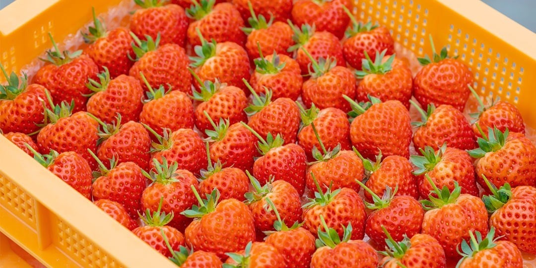 【数量限定】大粒いちご「越後姫」贈答用 12～15粒 約450g　1081005