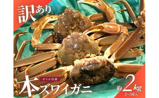 [11月〜2月発送][訳あり]本ズワイガニ 約2kg(2〜6尾入)新潟県村上市寝屋漁港産 1079001