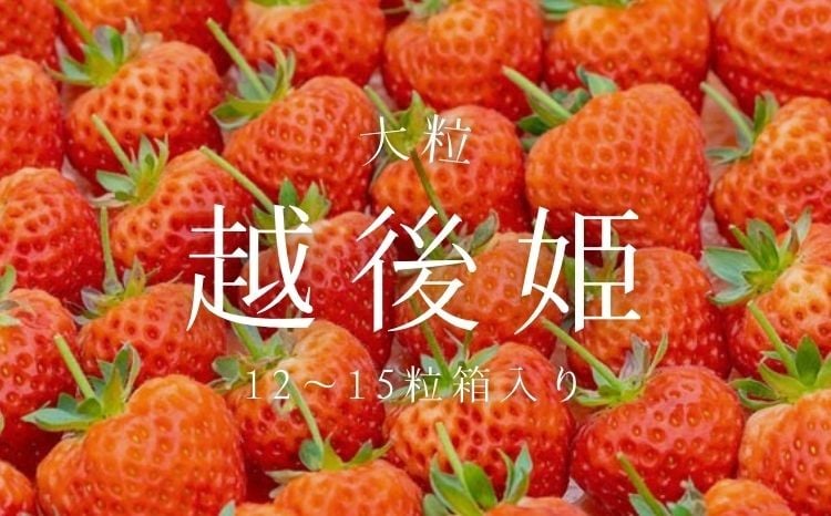 【数量限定】大粒いちご「越後姫」贈答用 12～15粒 約450g　1081005