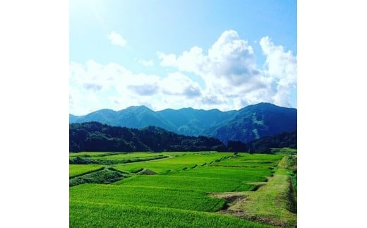 【令和7年産米】棚田米コシヒカリのパックごはん(150g×8個)新潟県村上市岩船産　1067110
