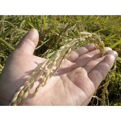 【新米受付・令和8年産米】 【定期便 3ヶ月】新潟県村上市岩船産　新之助　精米6kg（2kg×3個セット）×3ヶ月 1050014N