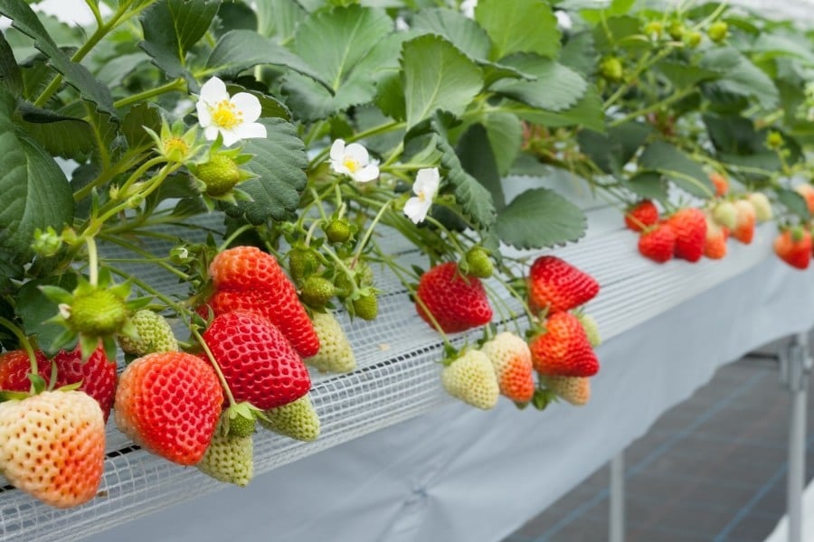 【数量限定】大粒いちご「越後姫」贈答用 12～15粒 約450g　1081005