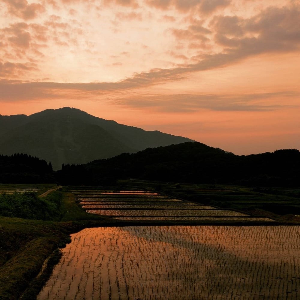 【令和7年産米】【5ヶ月定期便】新潟県村上市岩船産 棚田米コシヒカリ 4kg（2kg×2袋）+パックごはん(150g×1個) ×5ヶ月 1067144