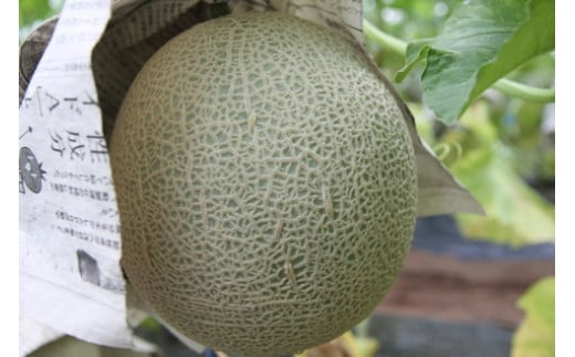 【8月下旬発送】季節限定！甘～い あおぞら農産「アールスヴェルダメロン」A4107