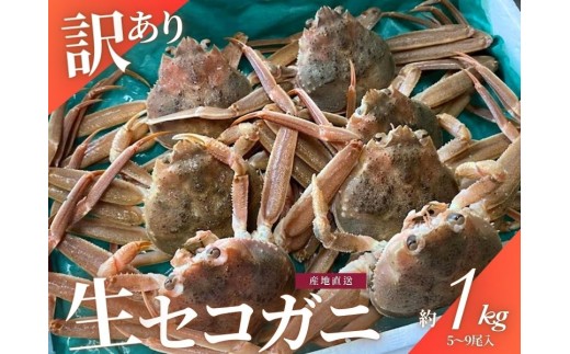 【1月～3月発送】【訳あり】冷蔵便　生セコガニ　約1kg（5～9尾入）1079005
