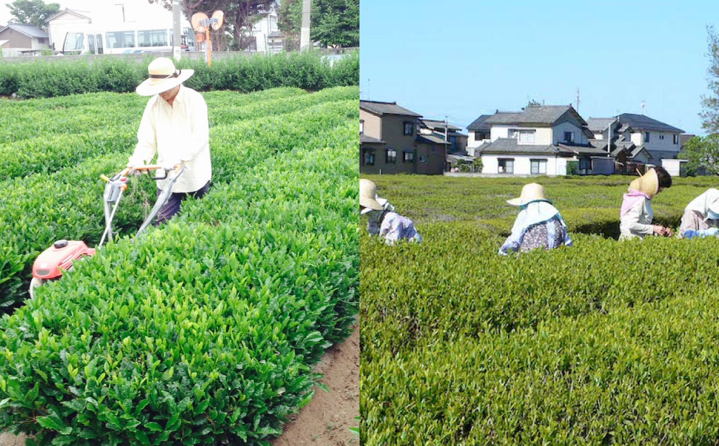 A4065 村上銘茶詰め合せA