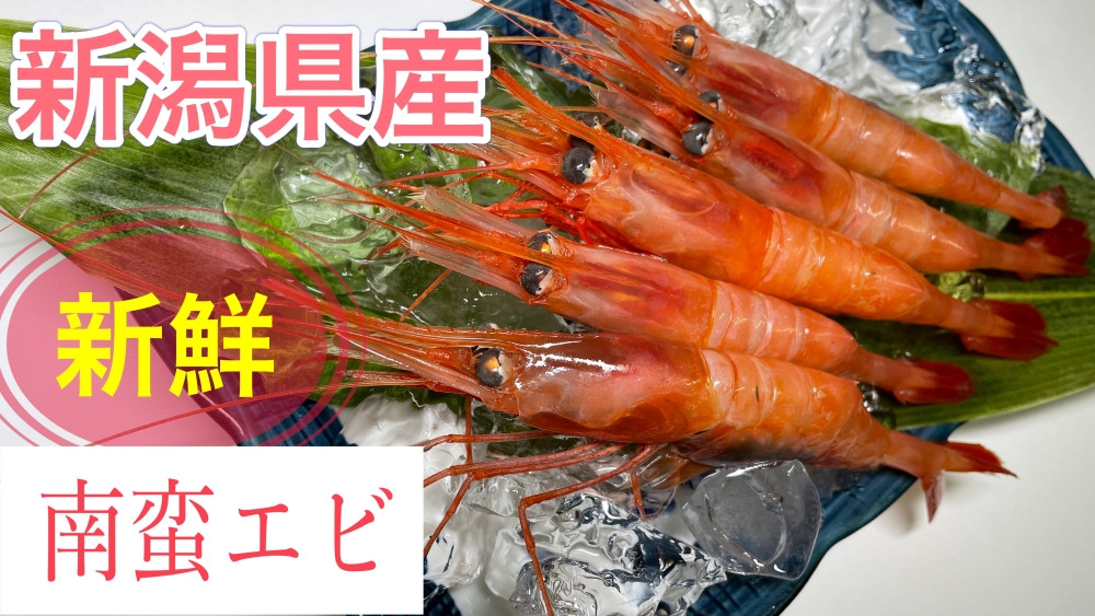 「南蛮エビ（甘エビ）」650g 新鮮！県北寝屋漁港直送！ 1043005 海老 えび 冷凍