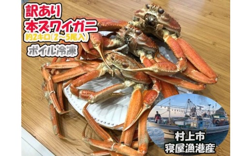 【11月～2月発送】【訳あり】本ズワイガニ　約2kg（2～6尾入）新潟県村上市寝屋漁港産 1079001