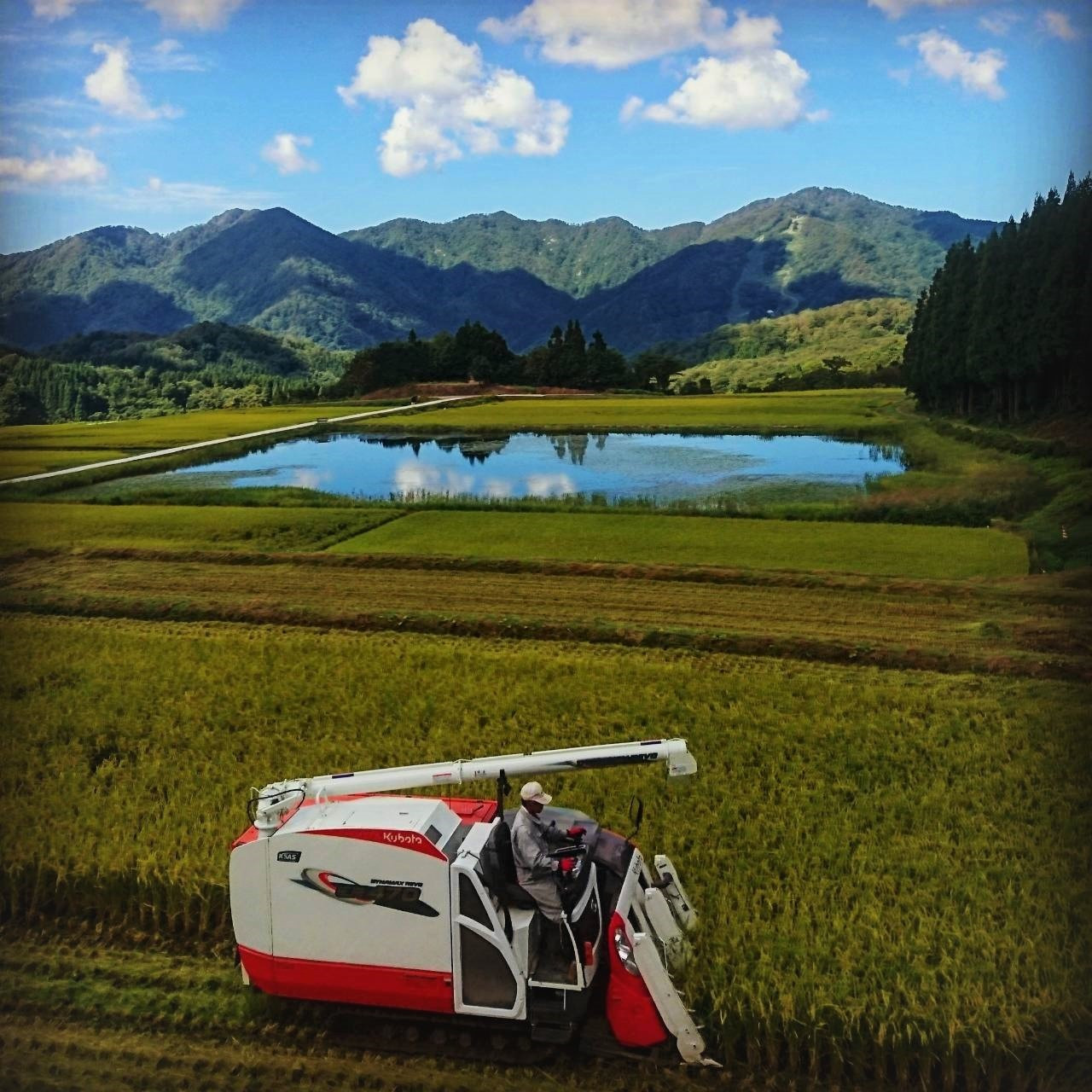 ãæ°ç±³åä»ã»ä»€å7幎ç£ç±³ãæ£ç°ç±³ ã³ã·ãã«ãªã®ããã¯ãã¯ã (150gÃ20å) NAB4039