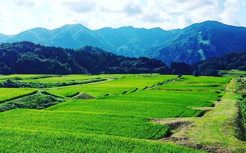 【定期便：3ヶ月連続でお届け】【令和7年産米】新潟県村上市岩船産 棚田米コシヒカリ 玄米10kg ＋ 棚田米コシヒカリのパックごはん(150g×1個)×3ヶ月 1067124