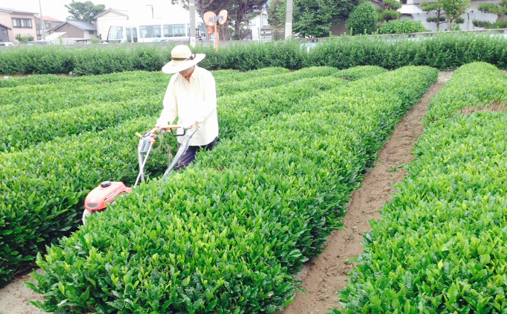 B4056 村上銘茶詰め合せB