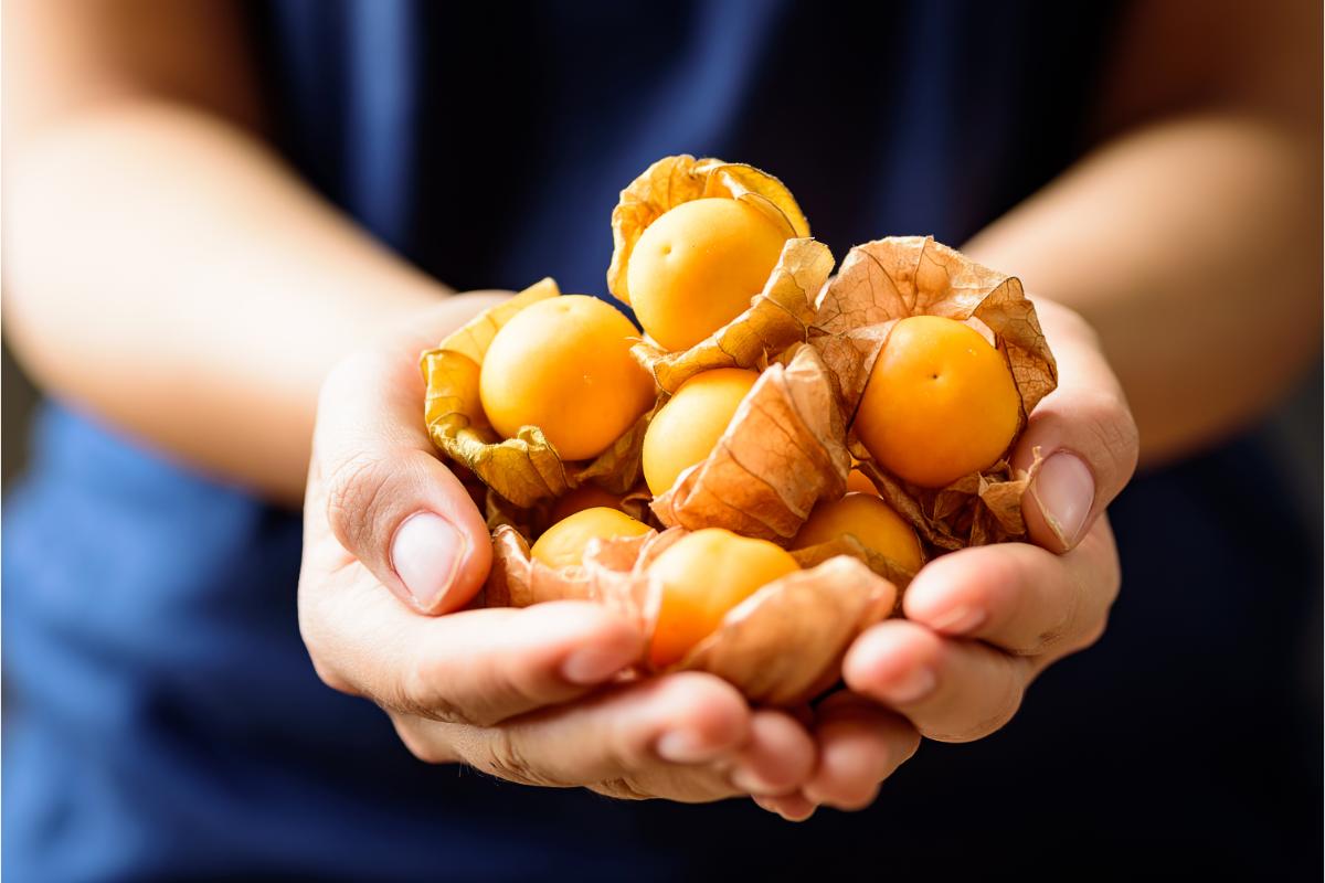 春の妙高フルーツほおずき